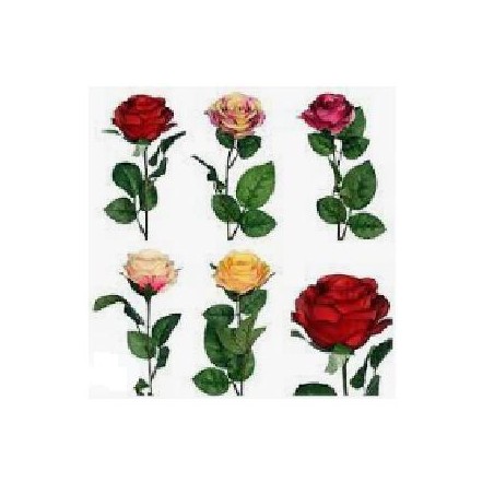 ROSA CON TALLO PARA COMPOSICIÓN