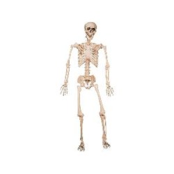 -COLGANTE ESQUELETO 120 CM