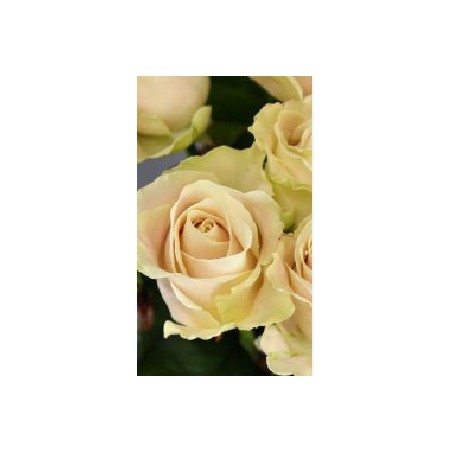 FLOR FLAMENCA CERRADA BLANCO ROTO