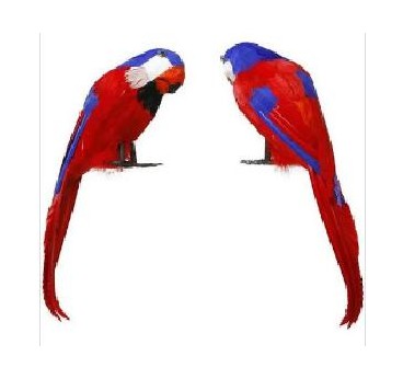 -LORO PIRATA PLUMA