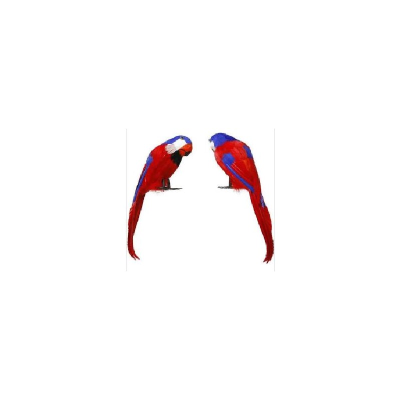 -LORO PIRATA PLUMA