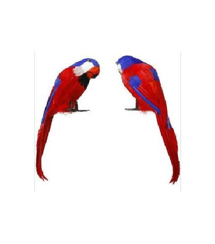-LORO PIRATA PLUMA