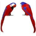 -LORO PIRATA PLUMA