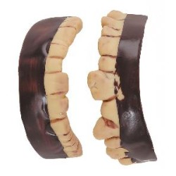 -DIENTES OGRO LATEX