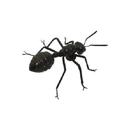 -HORMIGA GRANDE GOMA