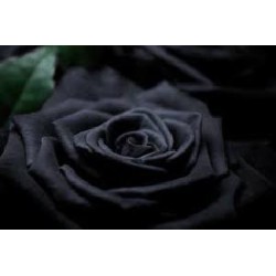 FLOR FLAMENCA GRANDE NEGRA 17*15